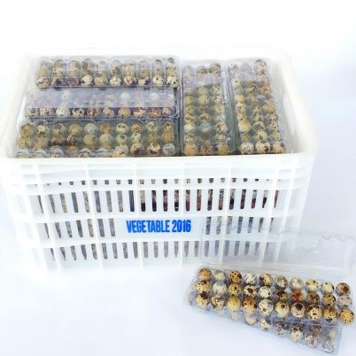 Ovo de Codorna In Natura